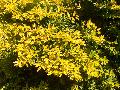 Cuban Gold Duranta / Duranta erecta 